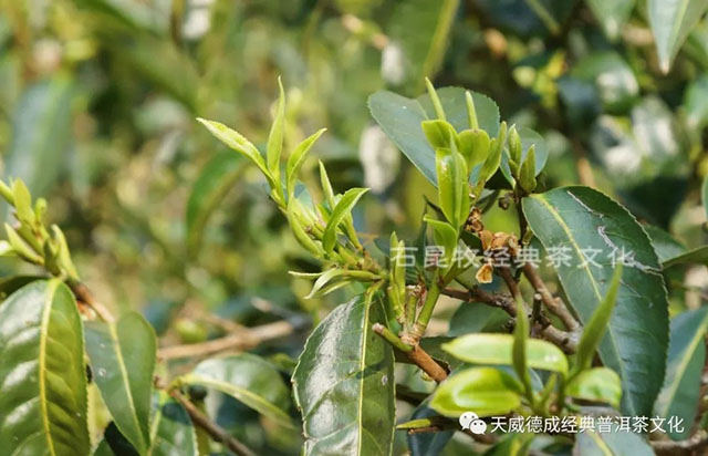 天威德成经典普洱茶文化