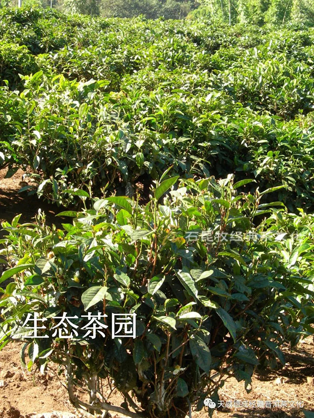 石昆牧老师检视生态茶园