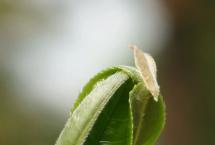 石昆牧经典茶文化：即将绽放的茶山生机