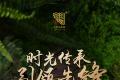 今大福2023班章孔雀青饼品质特点怎么样？