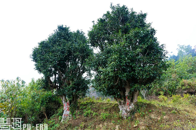 云南省古茶树保护条例