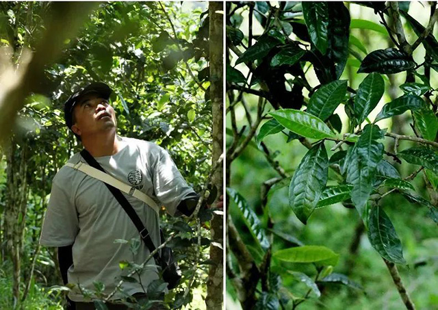 荣家掌柜在易武茶山