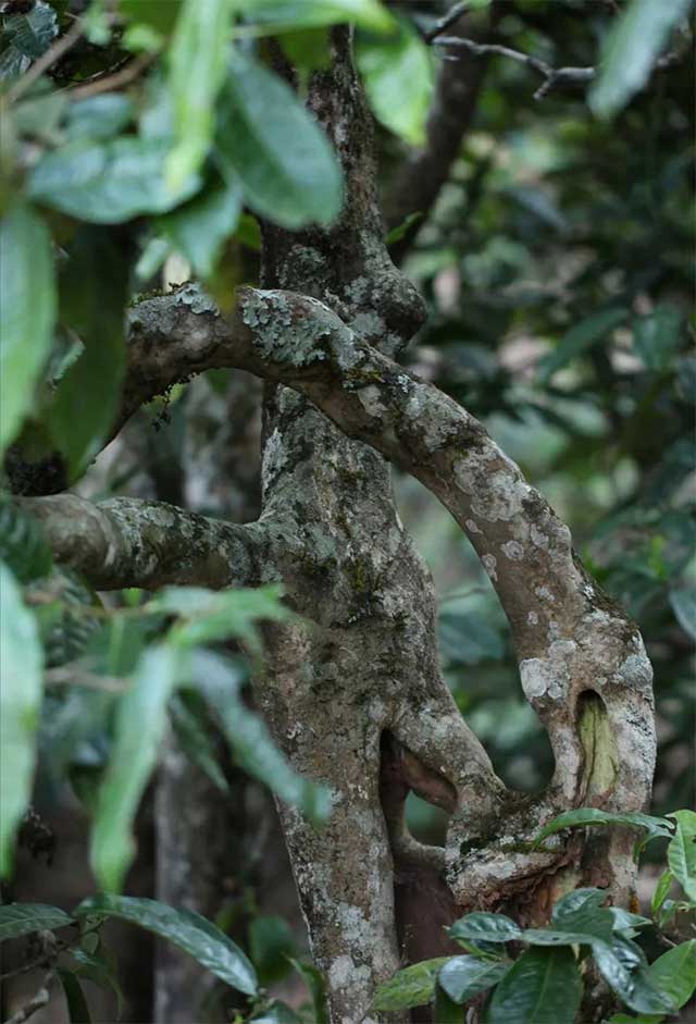 荣瑞祥弯腰树普洱茶