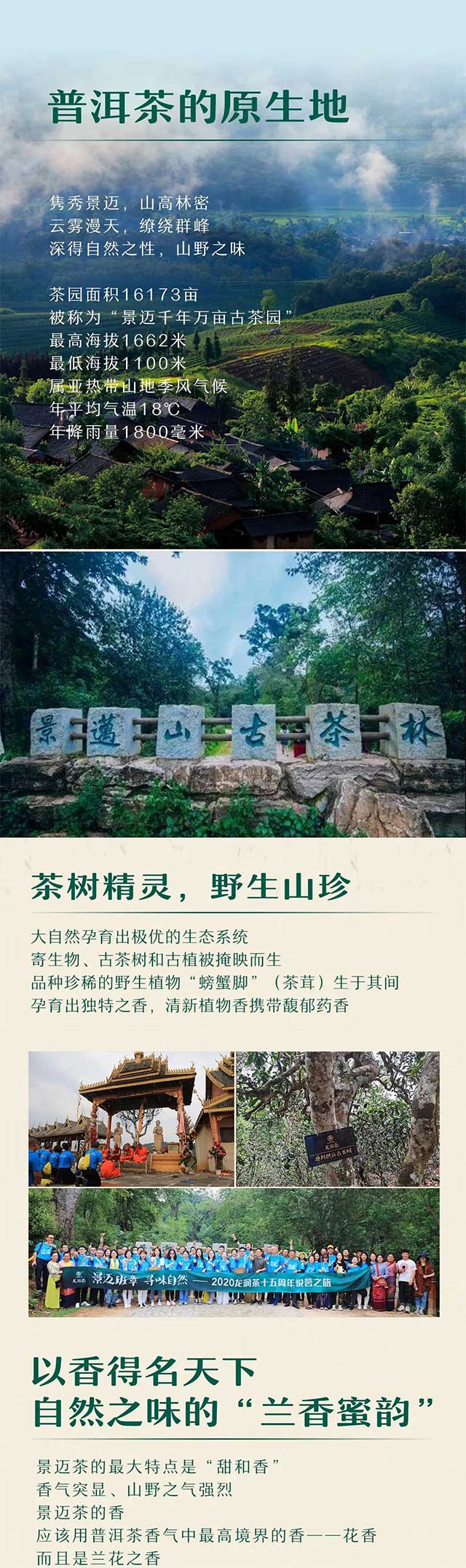 龙润茶普洱茶