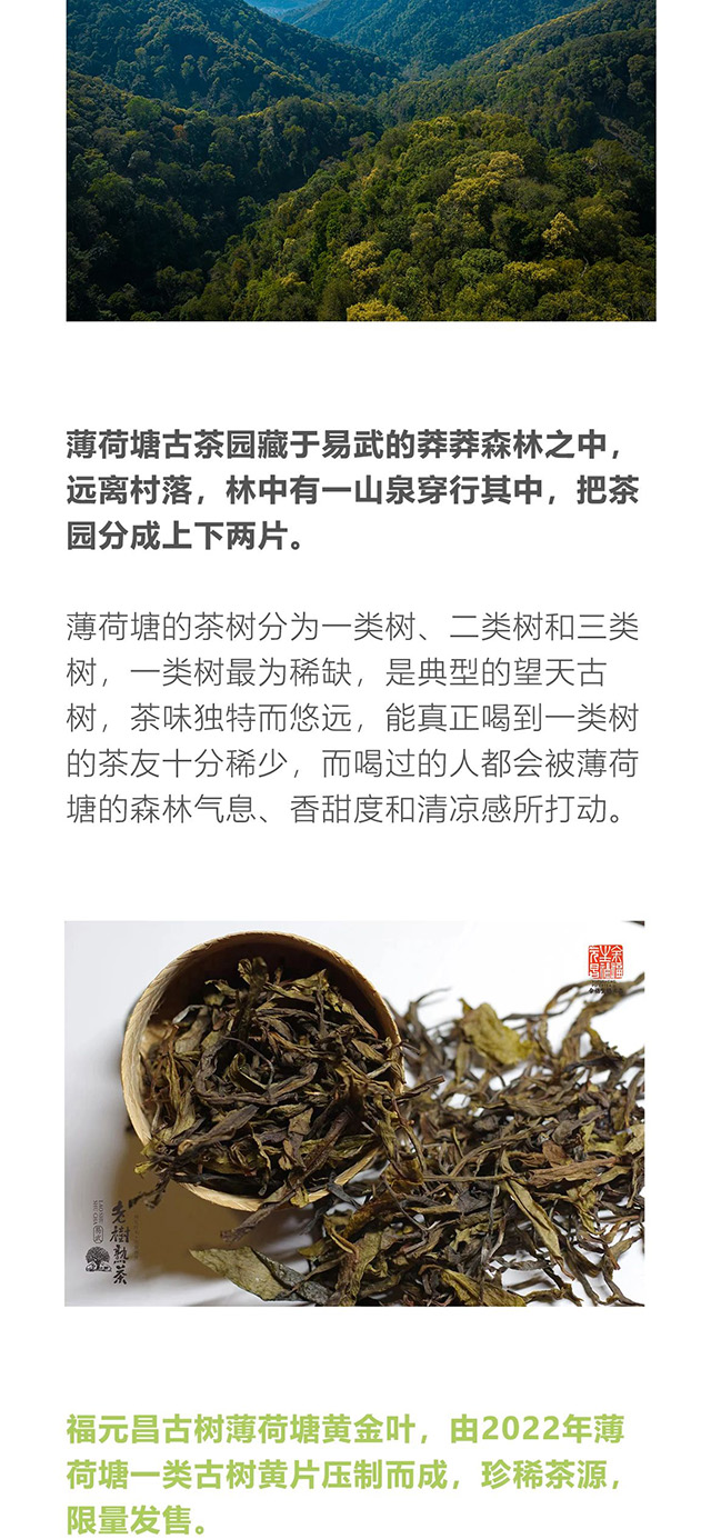 福元昌古树薄荷塘黄金叶品质特点