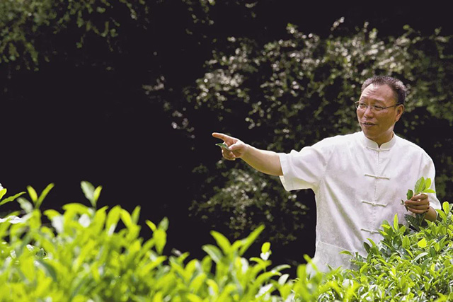 江元勋在查看茶树生长情况