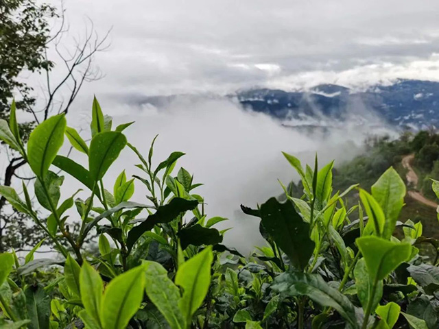 徐亚和中国普洱茶文化大观