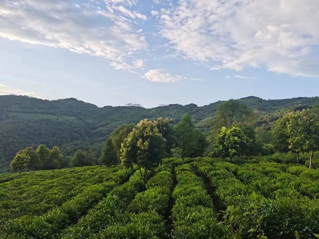 徐亚和中国普洱茶文化大观