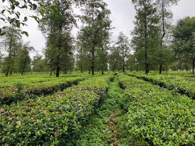 徐亚和中国普洱茶文化大观