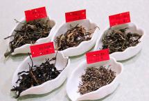 叶羽晴川说泡茶：困鹿山系列茶会，秘境野生古树茶