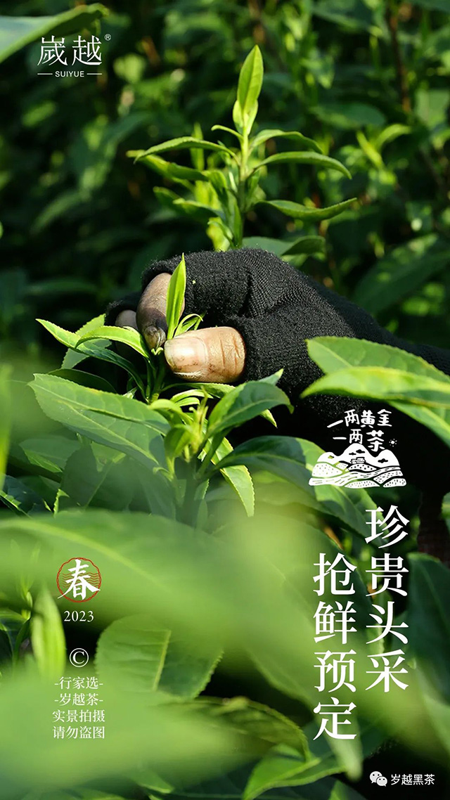 岁越黑茶保靖黄金茶