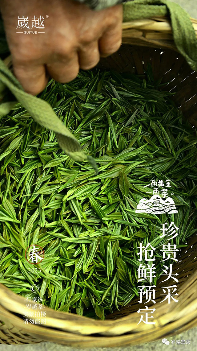 岁越黑茶保靖黄金茶