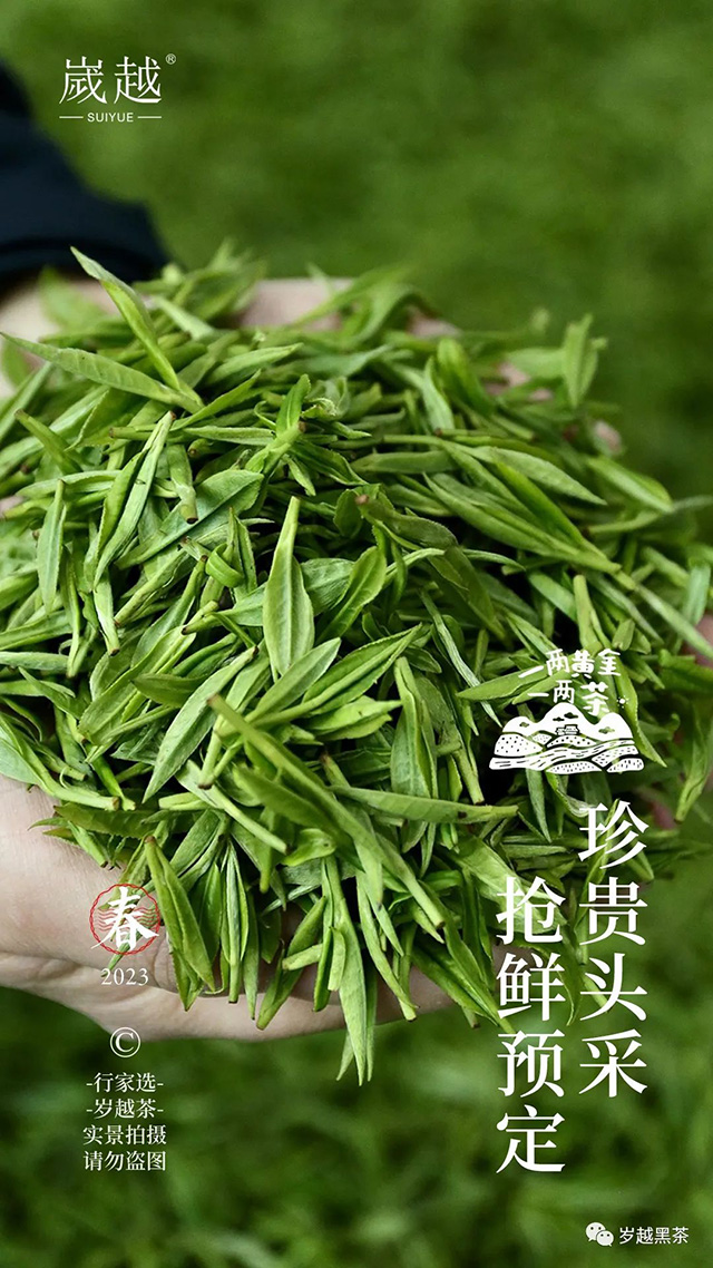 岁越黑茶保靖黄金茶