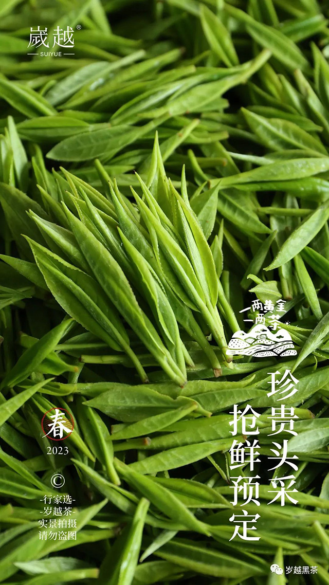 岁越黑茶保靖黄金茶