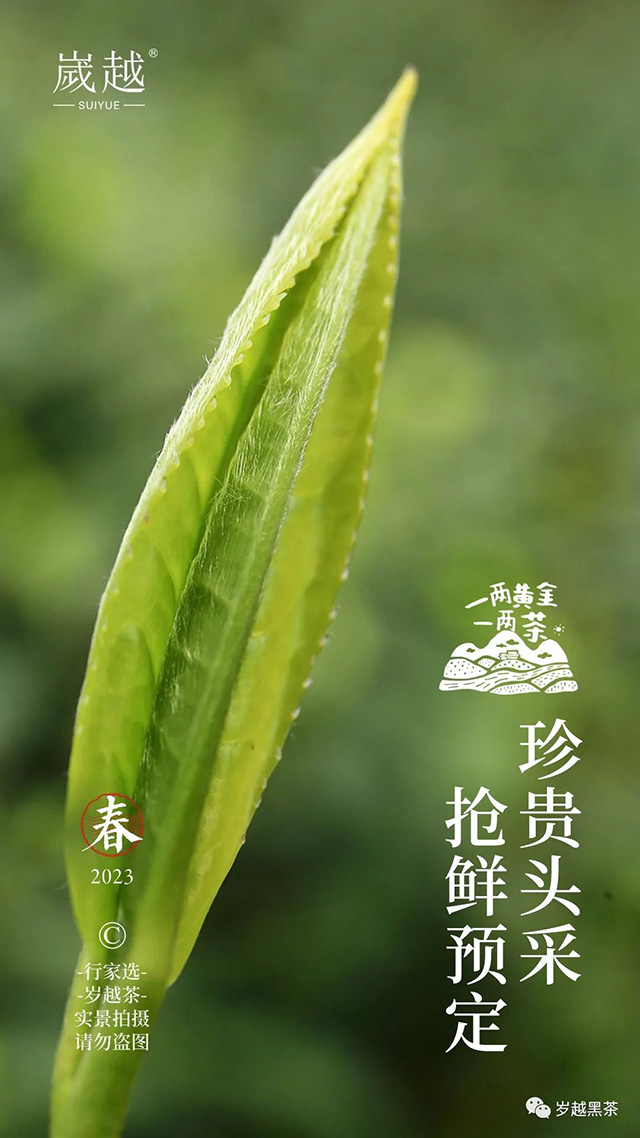 岁越黑茶保靖黄金茶