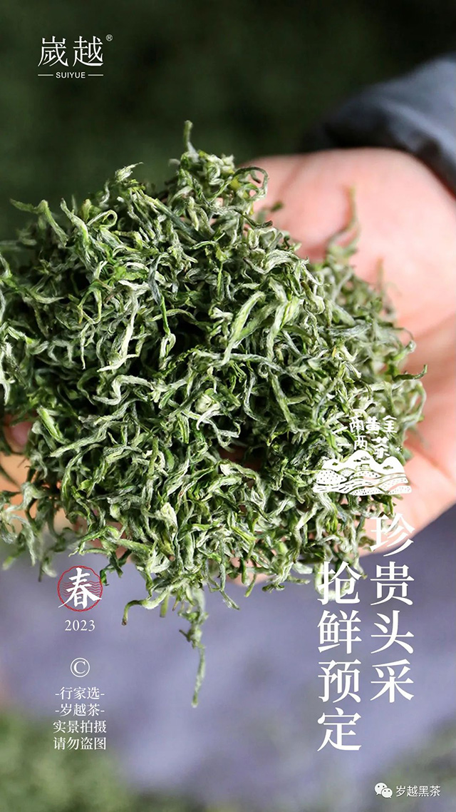 岁越黑茶保靖黄金茶