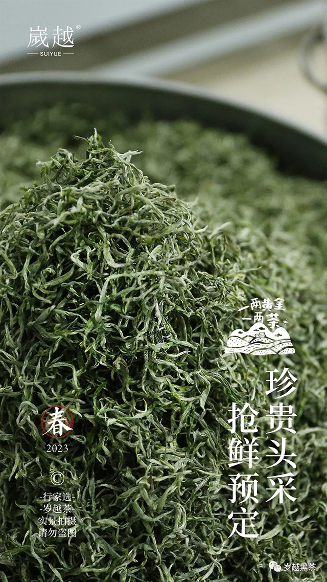 岁越黑茶保靖黄金茶