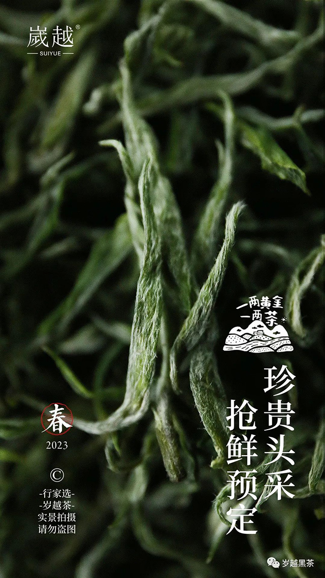 岁越黑茶保靖黄金茶