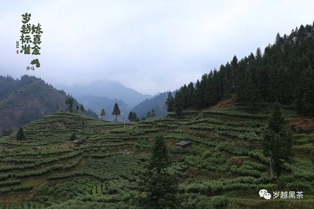 岁越黑茶保靖黄金茶