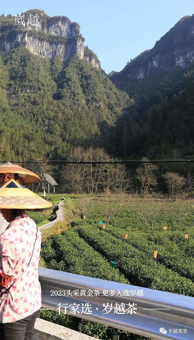 岁越黑茶保靖黄金茶