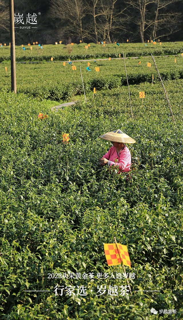 岁越黑茶保靖黄金茶