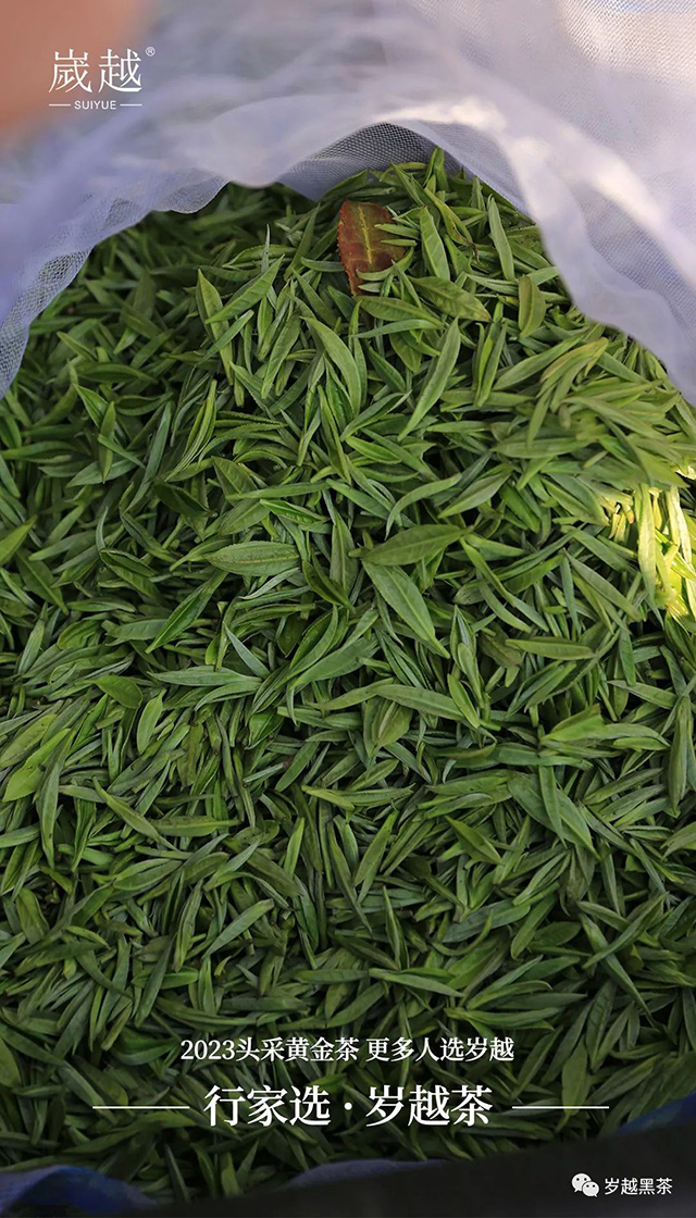 岁越黑茶保靖黄金茶