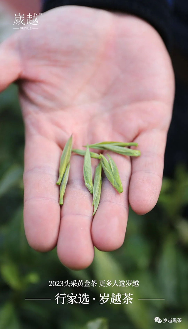 岁越黑茶保靖黄金茶