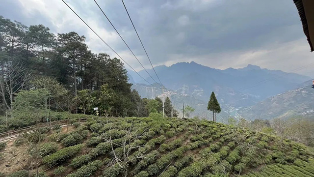 怒江老姆登茶