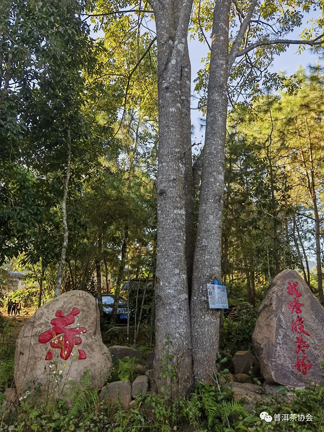 龙塘酸枣树茶石碑