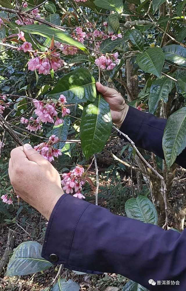 枣香坡特大叶种