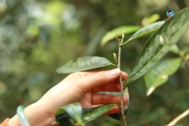 南茗佳人百花潭