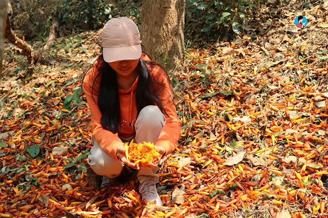 南茗佳人百花潭