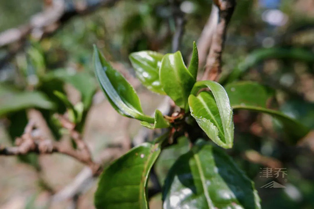 冰岛老寨部分茶树开始努芽