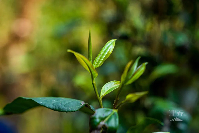 津乔寻味名山刮风寨普洱茶