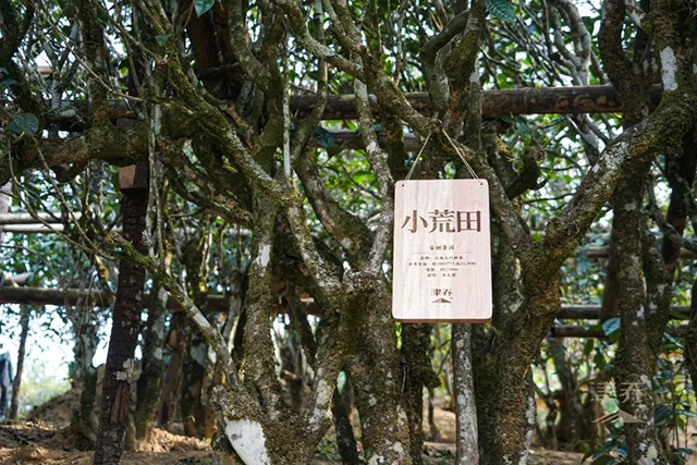 津乔寻味名山勐库小荒田