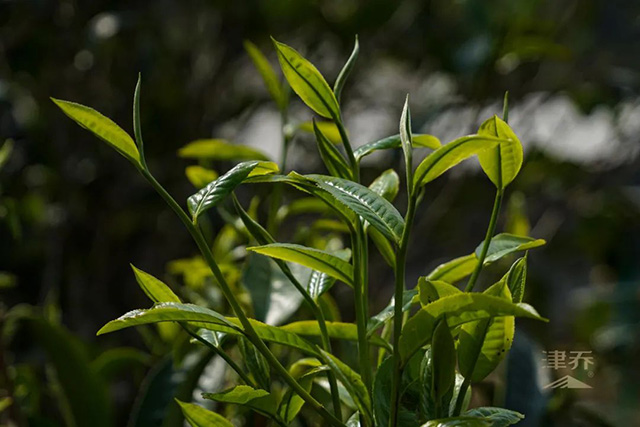 津乔寻味名山勐库小荒田