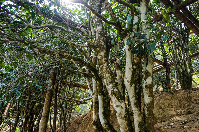 津乔寻味名山勐库小荒田