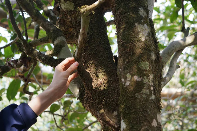 津乔寻味名山勐库小荒田