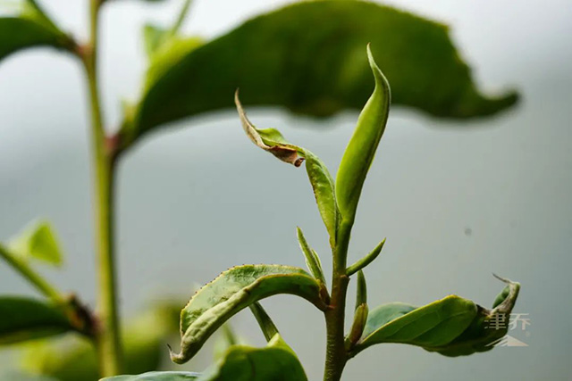 津乔寻味名山勐库小荒田