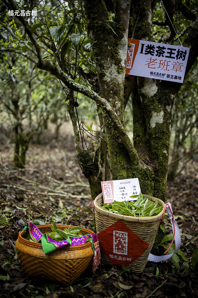 福元昌古树普洱茶