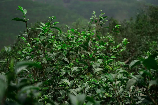 津乔普洱寻味名山昔归茶