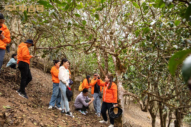 中吉号吉遇之旅茶山行