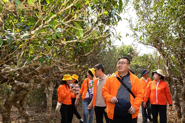 中吉号吉遇之旅茶山行