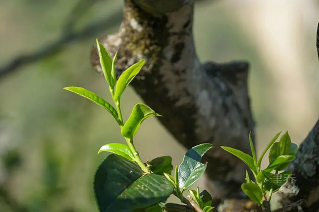 津味春茶季茶友培养计划