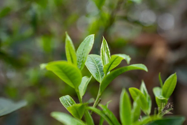 津味春茶季茶友培养计划