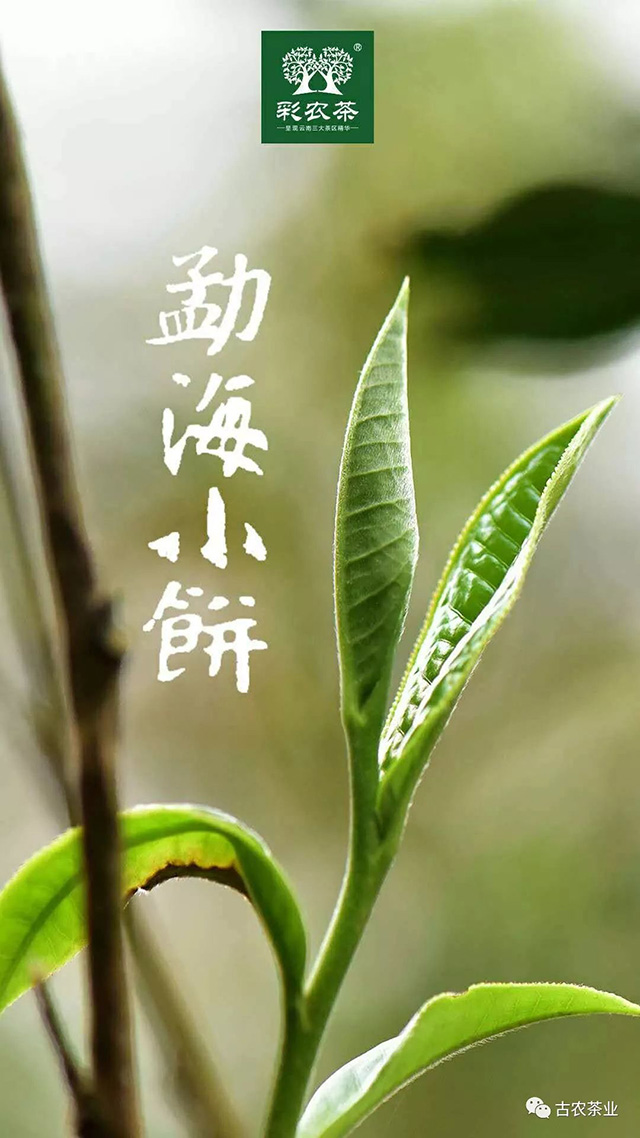 彩农茶2023春勐海小饼