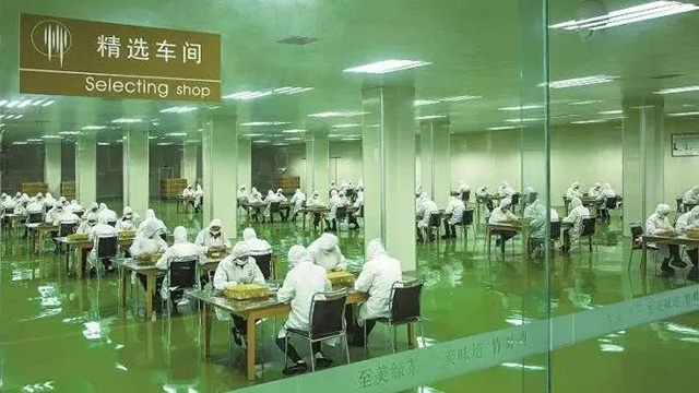 竹叶青标准化生产车间