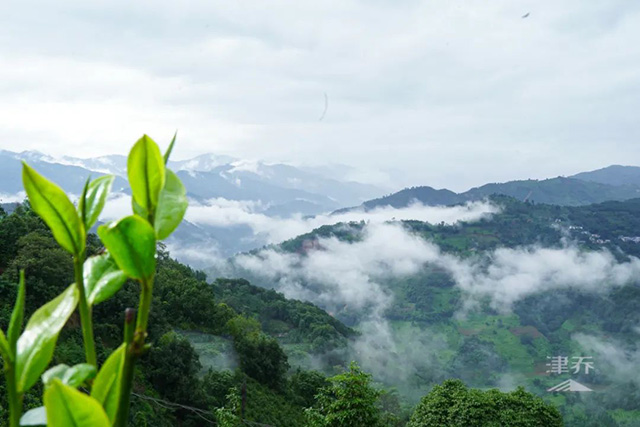 津乔普洱名山茶邦东岩韵