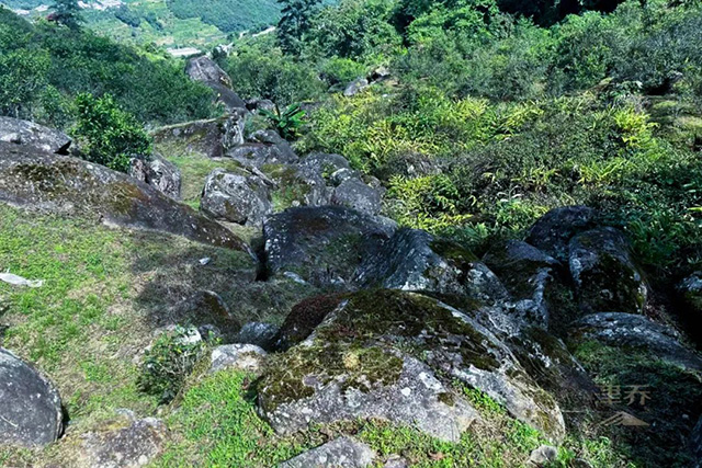 津乔普洱名山茶邦东岩韵