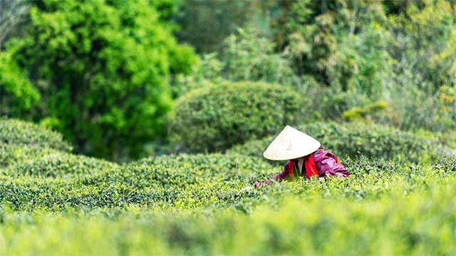 福鼎茶山上采茶的茶农